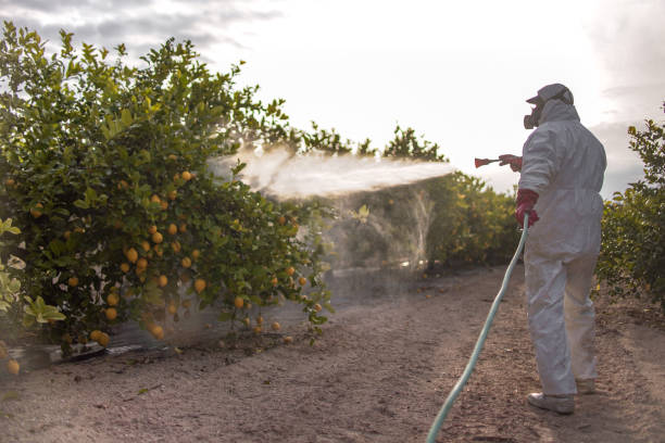 Best Bed Bug Extermination  in Town N Country, FL