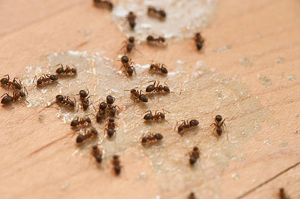 Best Commercial Pest Control Services  in Town N Country, FL