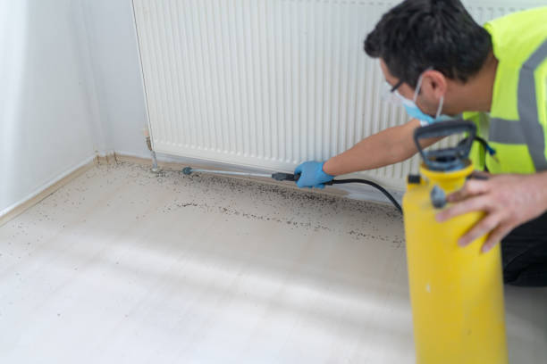 Best Flea Control Services  in Town N Country, FL